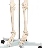 Anatomie Modell Skelett mit Knochen Körper Skeleton Produktbild-Vorschau 4
