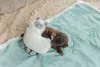 Beeztees Puppy Cuddle Toys und Herzschlag Simulator Lama Produktbild-Vorschau 9