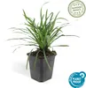 Liriope muscari 'Big Blue' – 24 Pflanzen – Immergrüner Produktbild-Vorschau 4