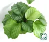 Calathea orbifolia ca. 35 cm - Korbmarante - Zimmerpflanze Produktbild-Vorschau 2
