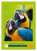 Staufen Zeichenblock perf. A4 20Bl 100g/qm 4 Motive Produktbild-Vorschau 2