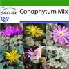 SAFLAX - Kvitnúce kamene / Conophytum Mix - Conophytum Mix Náhľad obrázku produktu 10