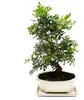 Bonsai – Pistacia lentiscus – Mastixstrauch – Wilde Produktbild-Vorschau 1
