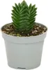 Sukulent - Crassula Buddha's Temple - Mini hrubý list - 6cm Náhľad obrázku produktu 1