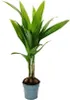 Palma betelowa - Areca catechu - Palma wewnetrzna - Palma Podgląd zdjęcia produktu 2
