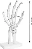 Anatomie Skelett Mensch Modell Skelett Hand Lebensgroß Produktbild-Vorschau 5