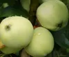 Weißer Klarapfel Apfelbaum - Buschbaum Topfballen Produktbild-Vorschau 4