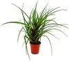 Mini zestaw bromeliad "Nature's Touch" - 4 rosliny o Podgląd zdjęcia produktu 7