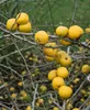 Chaenomeles japonica, Zierquitte, 40–60 cm, leuchtend rot Produktbild-Vorschau 6