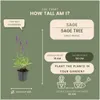 Plants by Frank | 6 Salbei Pflanzen | Salvia Nemorosa Produktbild-Vorschau 4