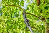 Gardena Akku-Teleskop-Baumschere  HighCut 360/18V P4A solo Produktbild-Vorschau 20