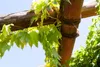 Parthenocissus tricuspidata 'Veitchii', Wilder Wein, 40–60 Produktbild-Vorschau 4