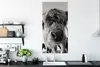 MuchoWow® Poster Schottischer Highlander - Schwarz - Weiß - Produktbild-Vorschau 3