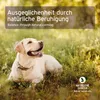 A dog lying in grass with text overlay. Produktbild-Vorschau