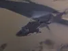 Airwolf - Der Kinofilm Produktbild-Vorschau 4