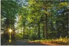 ARTland Wandbild Alu für Innen & Outdoor Waldweg im Produktbild-Vorschau 1