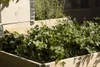 A close-up view of a raised garden bed filled with lush green herbs, likely parsley, with wooden framing visible. Produktbild-Vorschau