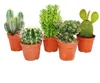 5 různých středně velkých kaktusů v sadě, 8,5cm květináč, Náhled obrázku produktu 1