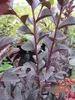 Chinesische Kräuselmyrte Black Diamond ® Purely Purple - Produktbild-Vorschau 2