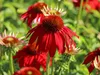 Stauden Gänge 3 x Echinacea purpurea 'Lakota Red' - Roter Produktbild-Vorschau 3