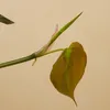 Bloomique - Philodendron Scandens Micans - Roślina Podgląd zdjęcia produktu 6