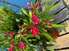 A close-up shot of a pink oleander plant with green leaves, set against a blurred background of blue sky and wooden planks. Produktbild-Vorschau