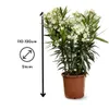 Laurier rose - nerium oleander - ↕ 110-120 cm - ⌀ 24 cm - Voir les images du produit 3