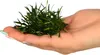 Eco Plant Echinodorus Tenellus - roślina invitro 5 sztuk Podgląd zdjęcia produktu 4