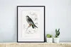 MuchoWow® MuchoWow® Gerahmtes Poster Vogel - Jahrgang - Produktbild-Vorschau 6
