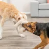 Trixie Hundespielzeug Teddy aus Plüsch Produktbild-Vorschau 3