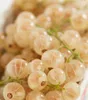Dehner Johannisbeere Weiße Versailler, weiße Früchte, ca. Produktbild-Vorschau 3