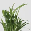 Kleine Zimmerpalmen - 3 Stk - Mini Indoor Palm Mix - Höhe Produktbild-Vorschau 4