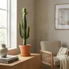 Euphorbia Acrurensis, Wolfsmilch, Sukkulente, 60-70 cm, Produktbild-Vorschau 3