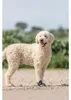 TRIXIE Pfotenschutz Walker Active Produktbild-Vorschau 4