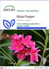 SAFLAX - Róża Pustyni - 8 Nasiona - Adenium obesum Podgląd zdjęcia produktu 1