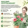 Australischer Marienkäfer - Larven gegen Wollläuse & Produktbild-Vorschau 5