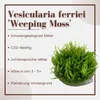 Aquarium Pflanze In Vitro 1 Moos Vesicularia ferriei Produktbild-Vorschau 2