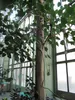 Bodhi-Baum (Ficus religiosa)  - 1 Portion Samen Produktbild-Vorschau 3