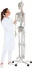 Model kostry Erler Zimmer "Skeleton Hugo", pohyblivý Náhľad obrázku produktu 3