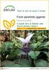 SAFLAX  - Fiore pipistrello gigante - 10 semi - Tacca Anteprima dell’immagine prodotto 1