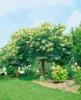 Castanea sativa, Esskastanie, 80–100 cm Produktbild-Vorschau 14