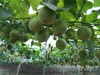 Ponthier MARACUJA PÜREE Passions-Frucht-Püree 1 Kg Produktbild-Vorschau 5