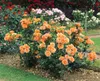 Rosa 'Westerland', róża krzewiasta, pomarańczowo-żółta, Podgląd zdjęcia produktu 2