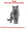 Royal Canin British Shorthair Adult, Adult, 4 kg, Produktbild-Vorschau 3