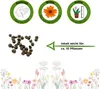 Schwarzäugige Susanne Mischung Samen - Thunbergia alata - Produktbild-Vorschau 2