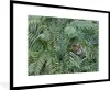 MuchoWow® MuchoWow® Gerahmtes Poster Tiger - Blätter - Farn Produktbild-Vorschau 1