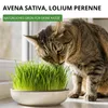 Katzengras  Samen - Avena sativa und Lolium perenne - Produktbild-Vorschau 2