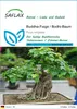 SAFLAX - Buddha-Feige / Bodhi-Baum - Ficus religiosa - 100 Produktbild-Vorschau 1
