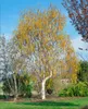 Betula utilis, Himalaya-Birke, 100–150 cm Produktbild-Vorschau 6