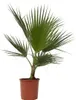 A potted palm tree against a white background. Podgląd zdjęcia produktu